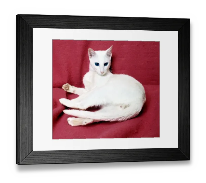 Framed Print : A foreign white cat February 1989 animal animals pet pets domestic cute