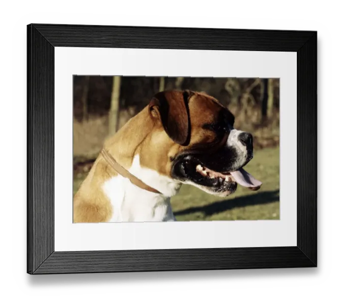 Framed Print : A Boxer dog in profile with tongue hanging out June 1987 animal
