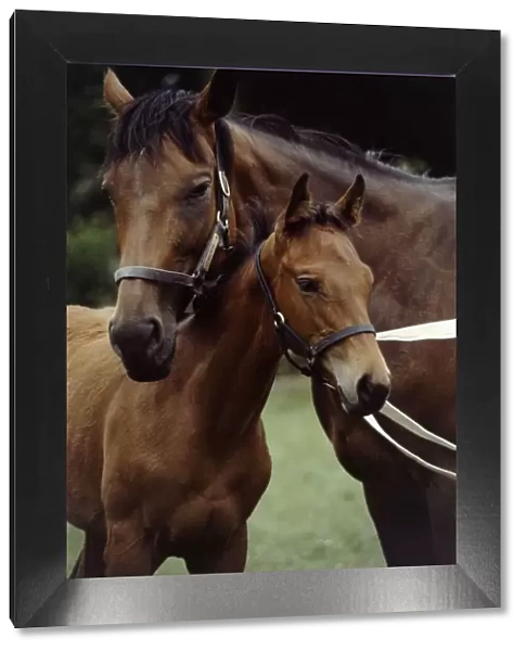 Millavera and her three months old filly foal Flashdance August 1983 animal