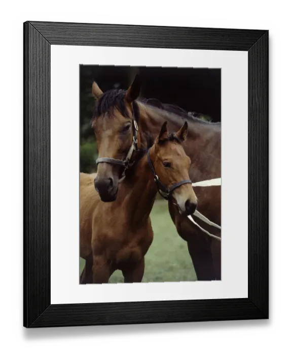 Framed Print : Millavera and her three months old filly foal Flashdance August 1983 animal Framed Print : Millavera and her three months old filly foal Flashdance August 1983 animal