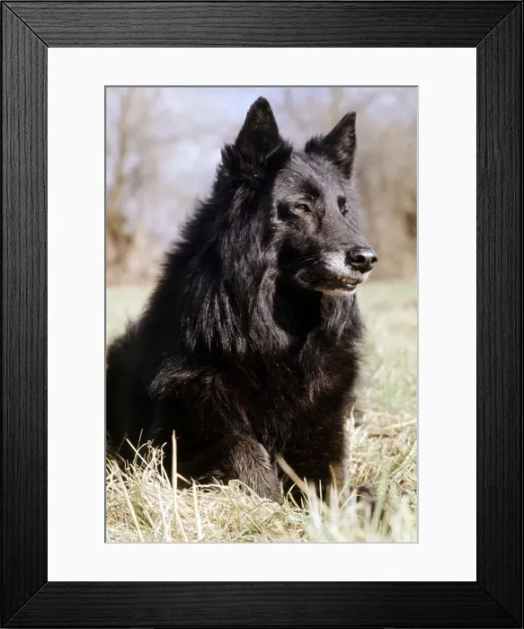 Framed Print : A Belgian sheepdog sitting in the grass June 1987 A©Mirrorpix animal Framed Print : A Belgian sheepdog sitting in the grass June 1987 A©Mirrorpix animal