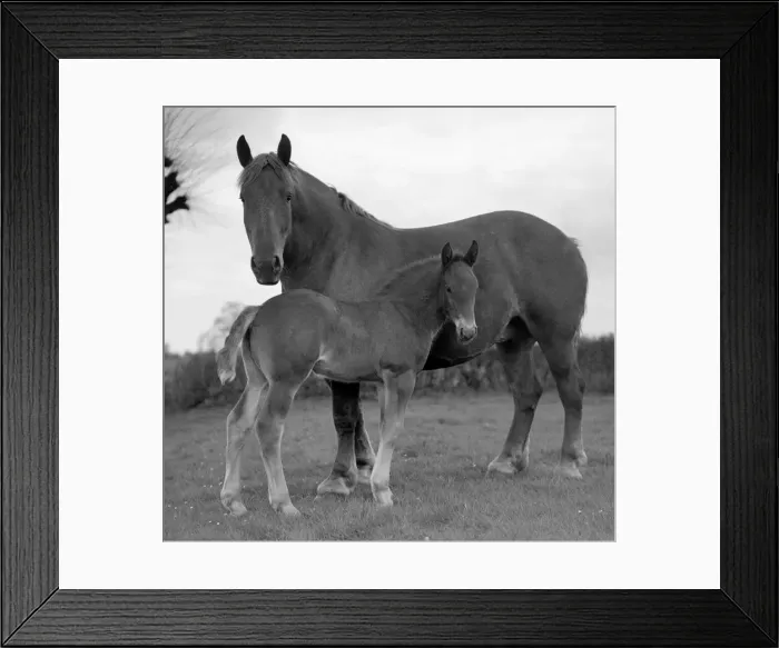 Framed Print : A mare and her foal on the Sandringham estate Animals Horses Circa 1938