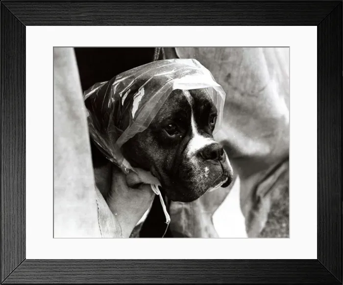 Framed Print : A Boxer Dog wearing a plastic bag on his head - June 1969 protection from the rain