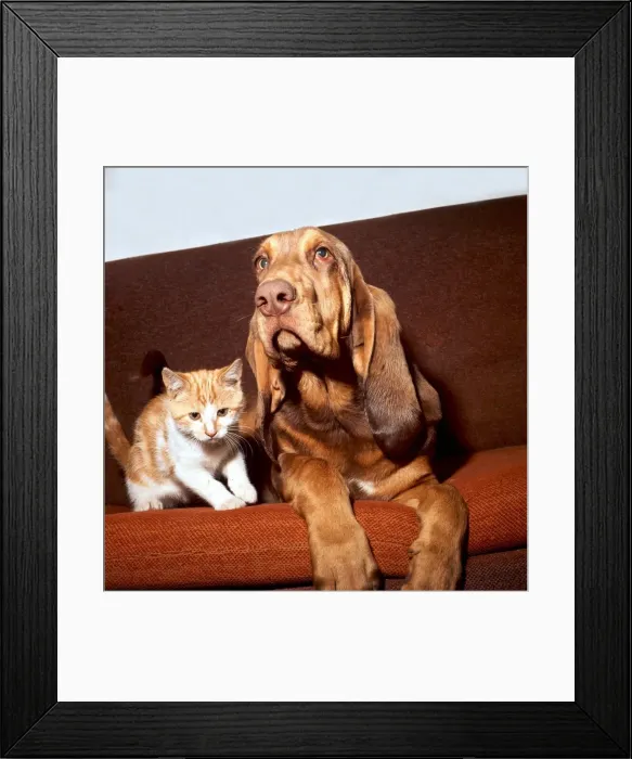 Framed Print : A kitten sitting on the sofa with a bloodhound August 1973 animal animals cute pet Framed Print : A kitten sitting on the sofa with a bloodhound August 1973 animal animals cute pet