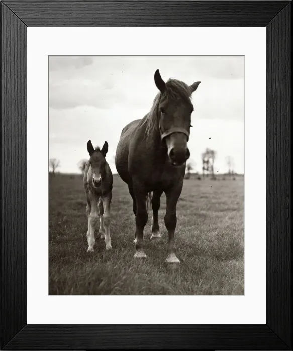 Framed Print : Farming - Animals Horse and Pony Framed Print : Farming - Animals Horse and Pony