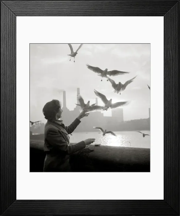 Framed Print : Woman feeds birds by the river Pigeons doves gulls water Riverside view