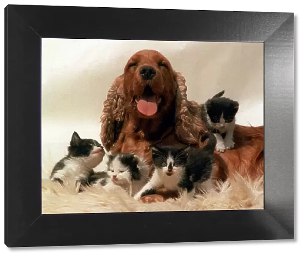 Cocker Spaniel with Kittens - July 1996