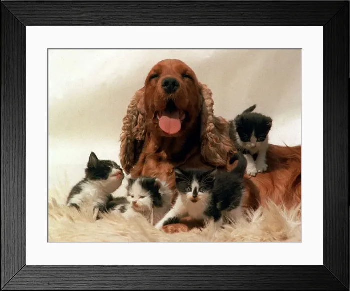 Framed Print : Cocker Spaniel with Kittens - July 1996 Framed Print : Cocker Spaniel with Kittens - July 1996
