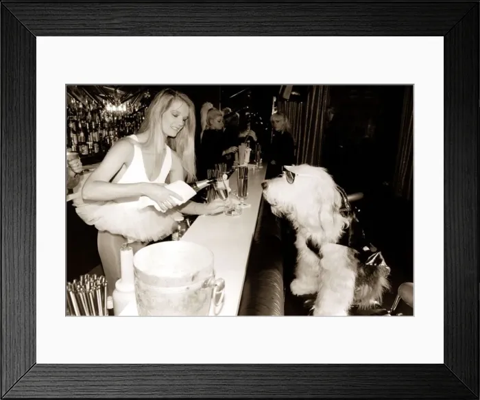 Framed Print : Old English Sheepdog wearing a coat and sun glasses is served alcohol by a barmaid in a Framed Print : Old English Sheepdog wearing a coat and sun glasses is served alcohol by a barmaid in a