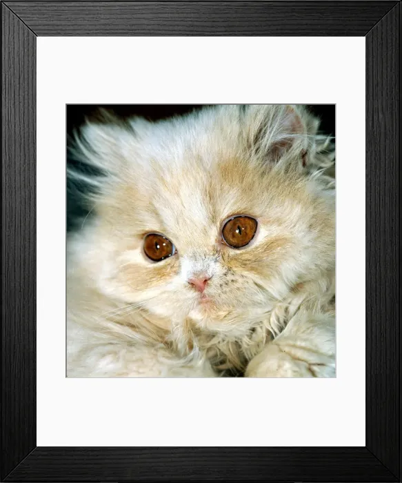 Framed Print : Cat with big eyes kitten Persian cat cute animal brown eyes Framed Print : Cat with big eyes kitten Persian cat cute animal brown eyes