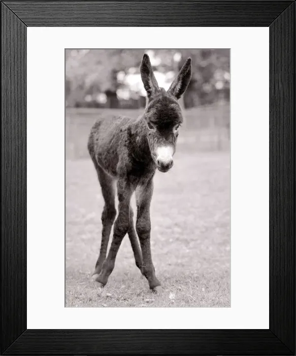 Framed Print : A foal only three hours old taking her first steps in the paddock at Chessington Zoo may Framed Print : A foal only three hours old taking her first steps in the paddock at Chessington Zoo may