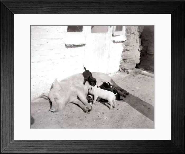 Framed Print : Pig adopts puppies Mother pig and piglet with baby dogs Pigs dog puppy