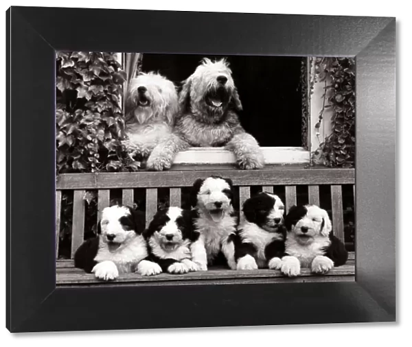Mother and father old english sheepdogs with their five six