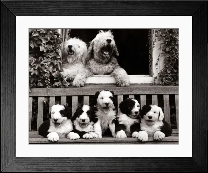 Framed Print : Mother and father old english sheepdogs with their five six Framed Print : Mother and father old english sheepdogs with their five six