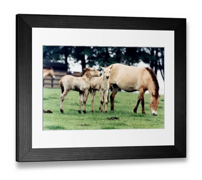 Framed Print : Horse family - Przewalskis Foals at Whipsnade Wild Animal Park horse horses