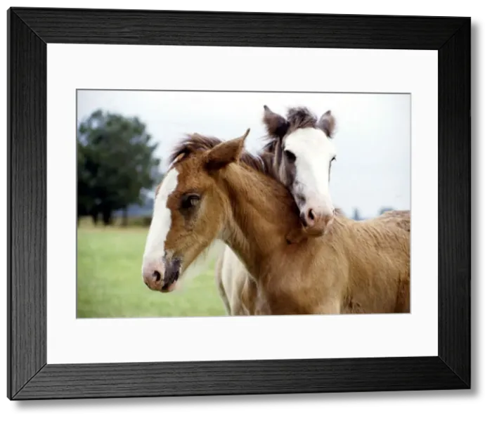 Framed Print : Two shire foals given the names Andy and Fergie by their owners Shirley