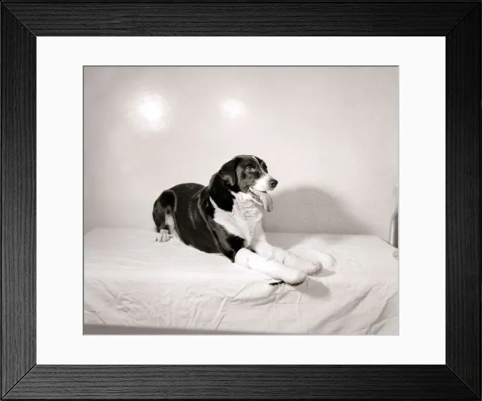 Framed Print : Dog with bandaged paw sitting on bed with tongue hanging out, 1956 Framed Print : Dog with bandaged paw sitting on bed with tongue hanging out, 1956