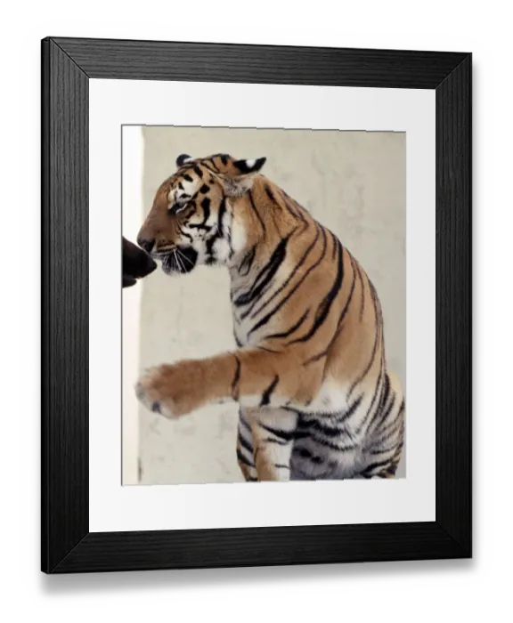 Framed Print : Bengal tiger Ravi with his friend Duke the Alsatian dog july 1977 animals animal Framed Print : Bengal tiger Ravi with his friend Duke the Alsatian dog july 1977 animals animal