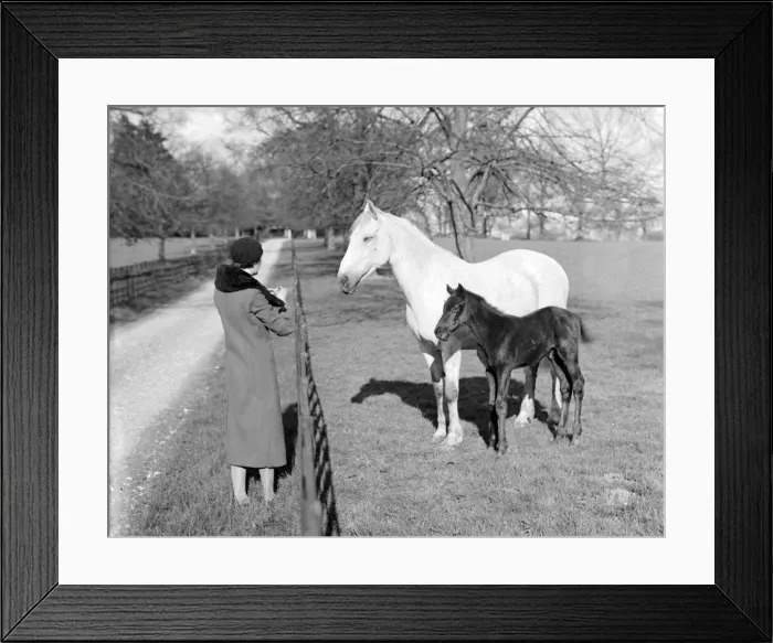 Framed Print : A women feeding a mare and her foal on the Sandringham estate Animals Horses
