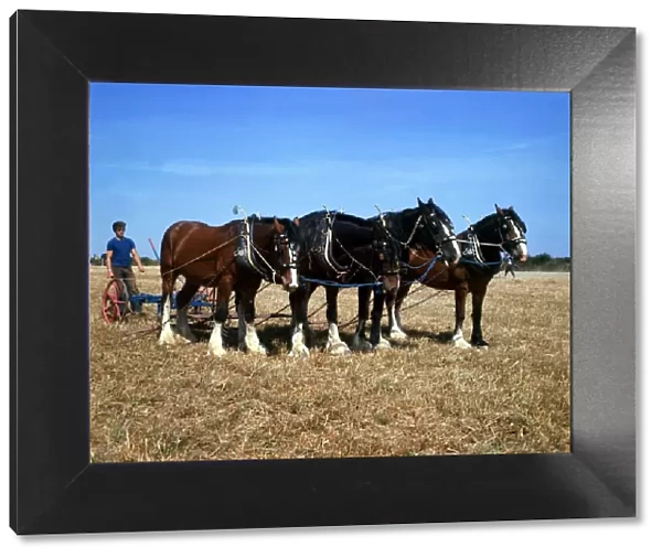 team of four shire horses at work ploughing the fields in Cornwall 1973