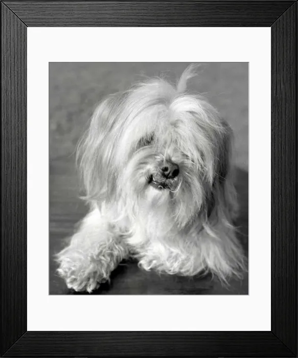 Framed Print : An Apso a Tibetan breed of dog Animal small little lap dog February 1959 Framed Print : An Apso a Tibetan breed of dog Animal small little lap dog February 1959