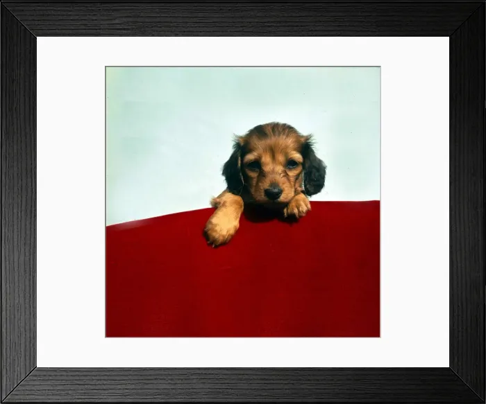 Framed Print : Dogs Long haired miniature dachschund animal animals dog sogs domestic pets Framed Print : Dogs Long haired miniature dachschund animal animals dog sogs domestic pets