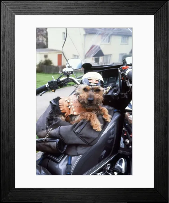 Framed Print : Chit the Yorkshirev Terrier on his owners motorcyle withnhis own leathers Animals