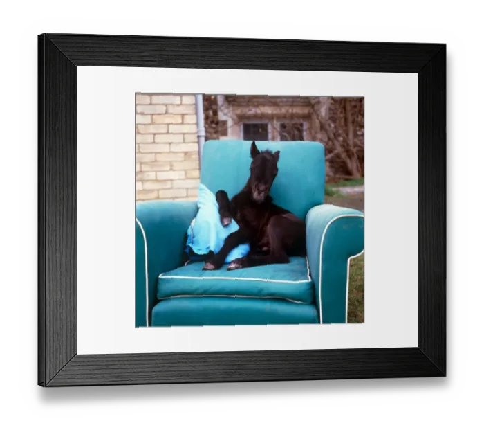 Framed Print : Young foal sitting on a comfortable chair at kilverstone Wildlife Park January 1987 Framed Print : Young foal sitting on a comfortable chair at kilverstone Wildlife Park January 1987