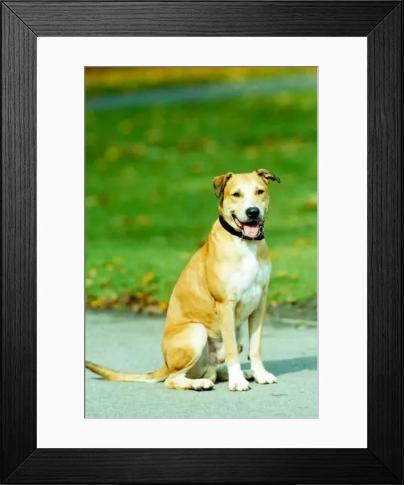 Framed Print : Buster, the mongrel branded a Pit Bull, saved from death row Framed Print : Buster, the mongrel branded a Pit Bull, saved from death row