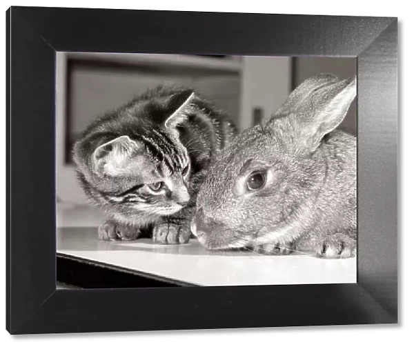 A cat and a rabbit together at the RSPCA animal welfare centre in Southall Middlesex May
