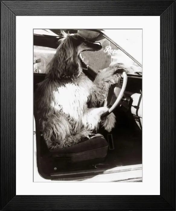 Framed Print : Dog at the Wheel of a Car - Car Driving Animals - Dogs Framed Print : Dog at the Wheel of a Car - Car Driving Animals - Dogs