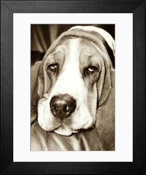 Framed Print : hound sleeping, looking grumpy and tired, resting his chin