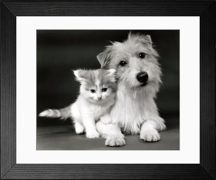 Framed Print : Danny the Jack Russell terrier with a cute twelve week old kitten at theor owners home in