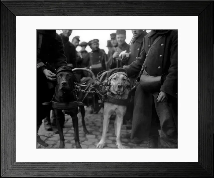 Framed Print : Belgians decorate their dogs with hats of German soldiers during World War One Framed Print : Belgians decorate their dogs with hats of German soldiers during World War One