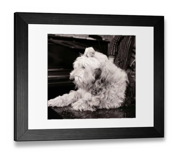 Framed Print : Sheepdog with chicks Dogs dog baby babies bird birds Animal friendship Framed Print : Sheepdog with chicks Dogs dog baby babies bird birds Animal friendship