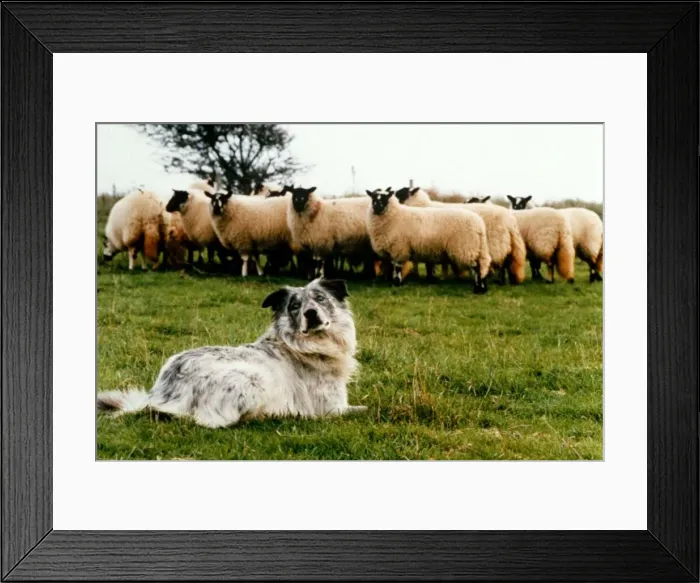 Framed Print : Blind sheepdog Chaz from the Deaf and Blind Animals Feature 21 / 11 / 1995 Sheep Dog Framed Print : Blind sheepdog Chaz from the Deaf and Blind Animals Feature 21 / 11 / 1995 Sheep Dog