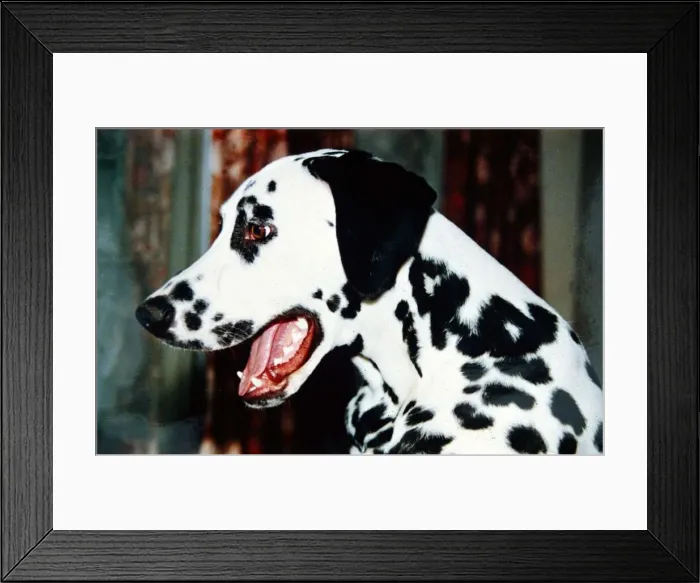 Framed Print : Dalmation Dog - February 1990 Animals Dogs Framed Print : Dalmation Dog - February 1990 Animals Dogs