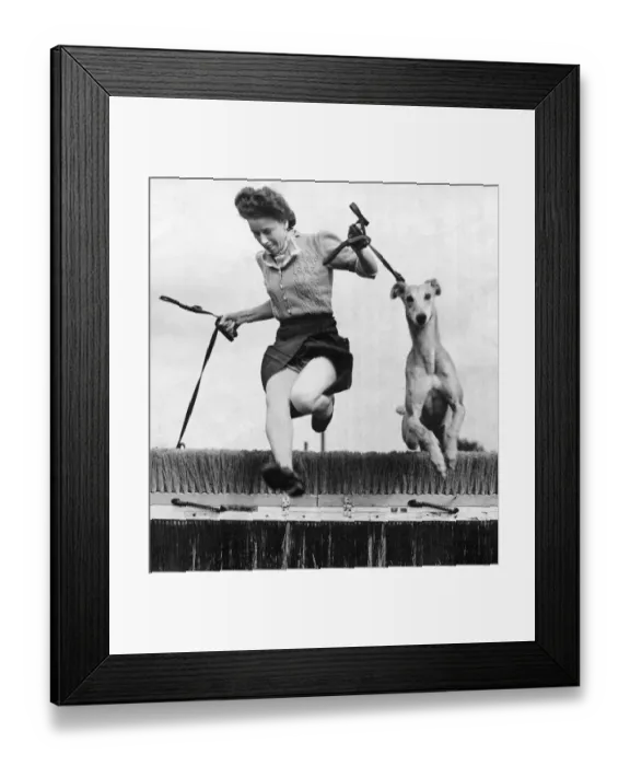 Framed Print : A Kennel Maid training greyhound puppies to jump hurdles at th Wembley Stadium