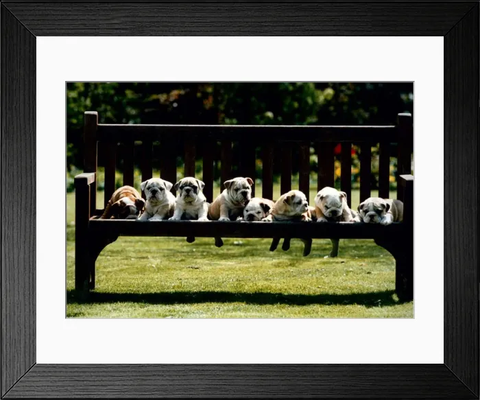 Framed Print : British Bulldog puppies on a park bench. Bulldogs Dogs Cute animals Framed Print : British Bulldog puppies on a park bench. Bulldogs Dogs Cute animals