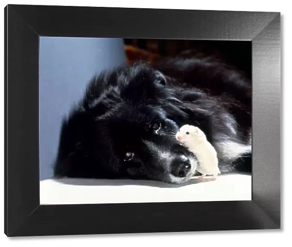 Black Collie Dog with Hamster Friendship Friends Sleepy Dog