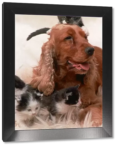 Animals DogsCute Animal Feature. Cocker Spaniel Sally with four kittens Cats
