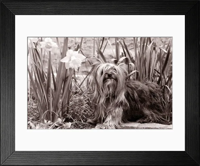 Framed Print : Yorkshire terrier dog sitting in a bed of daffodils Small dogs lap dog little cute Framed Print : Yorkshire terrier dog sitting in a bed of daffodils Small dogs lap dog little cute