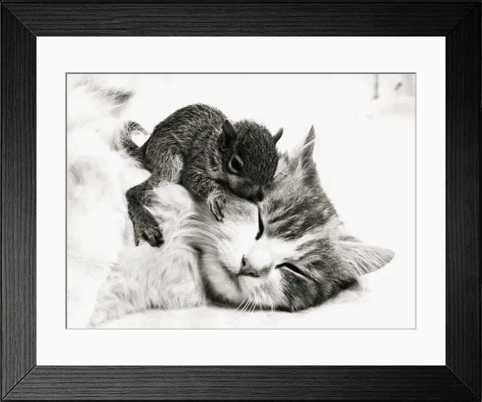 Framed Print : Susie the cat cuddles up with an orphaned baby squirrel at her home in Derby May