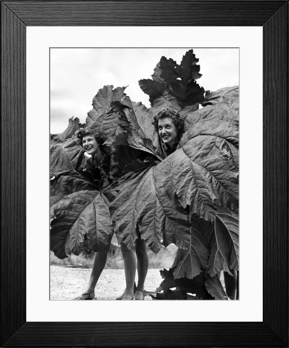Framed Print : Its always warm at St Anthony in Roseland, Cornwall and in summertime the suns tropical