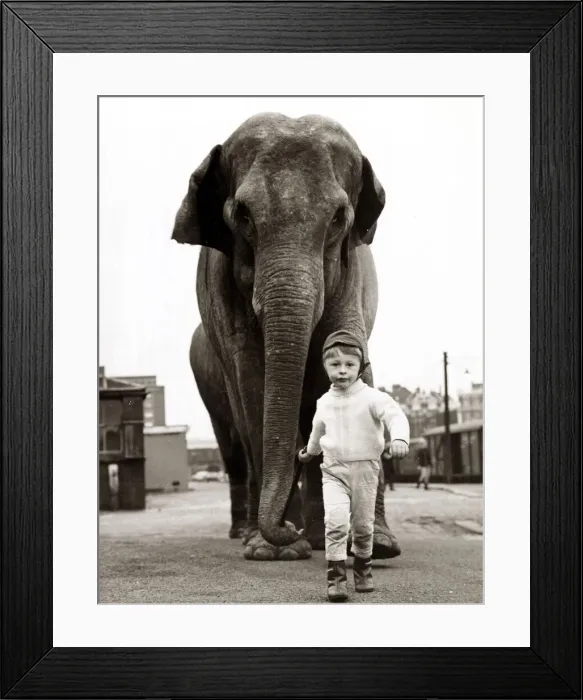 Framed Print : Little boy with huge elephant, circa 1950 Framed Print : Little boy with huge elephant, circa 1950