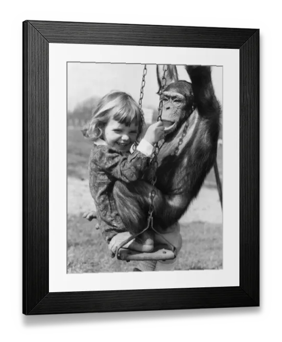 Framed Print : Bosom friends Rosie the chimp and Tracey Clews seen here playing on the swings at Southam
