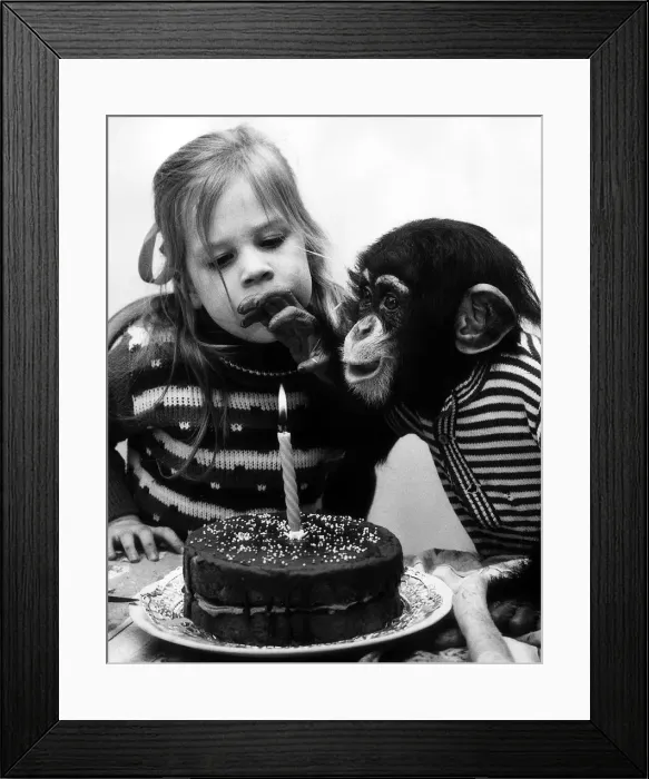 Framed Print : Susan Crawley and her pet chimp Fred, January 1975 Framed Print : Susan Crawley and her pet chimp Fred, January 1975