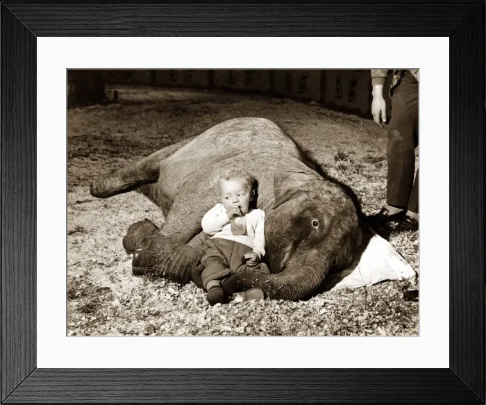 Framed Print : Baby relaxing with elephant. circa 1950 Framed Print : Baby relaxing with elephant. circa 1950