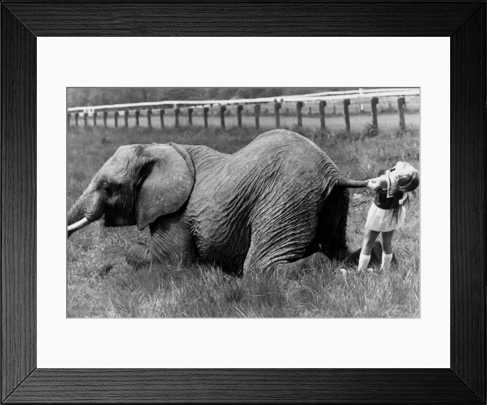 Framed Print : The little girl is trying desperatly to make the elephant move by pulling its tail Framed Print : The little girl is trying desperatly to make the elephant move by pulling its tail
