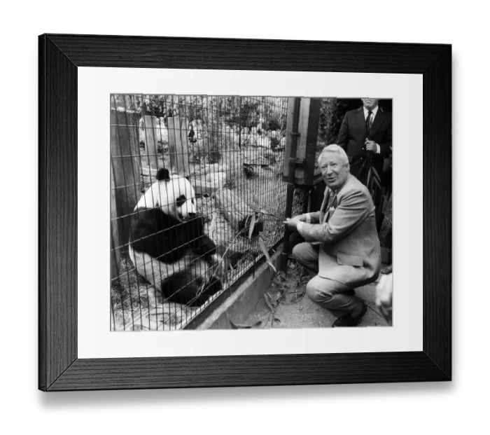 Framed Print : Conservative Prime Minister Edward Ted Heath meets a giant panda at the London Zoo circa Framed Print : Conservative Prime Minister Edward Ted Heath meets a giant panda at the London Zoo circa
